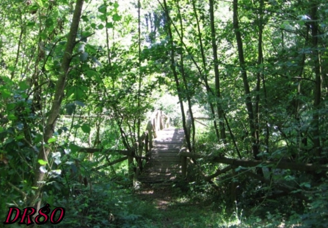 Albero da determinare!!!  Malus sp.